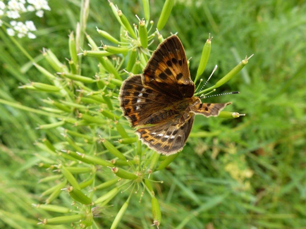 Welke vlinder is dit?